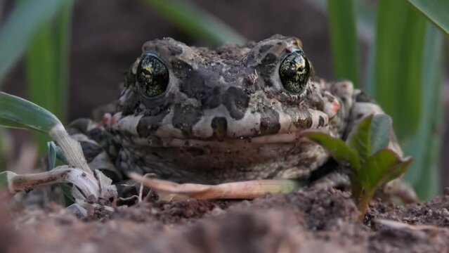 A close-up of a Natterjack toad breathing and looking directly into the camera. A wild spotted amphibian animal sits on the ground among the grass in natural habitat