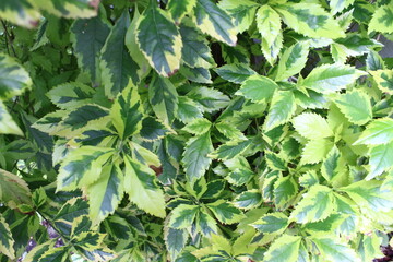 Fotografía de las hojas de Duranta bajo el sol