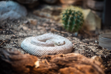 animals in the san antonio zoo