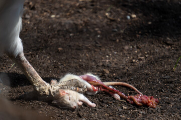 animals in the san antonio zoo