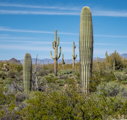Arizona Superstition Mountains Desert Landscape