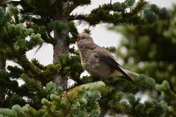 Clark's Nutcracker begging for food