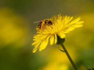 タンポポにとまるミツバチ
