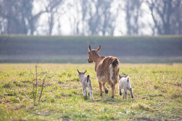 domestic mother goat and baby goats on the small family farm kept as livestock, eco friendly self sustaining animals