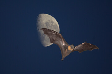 .half moon with grey headed flying fox bat.
