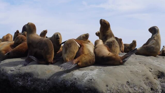 Sea lions observed from a boat basking in the sun on the rocks