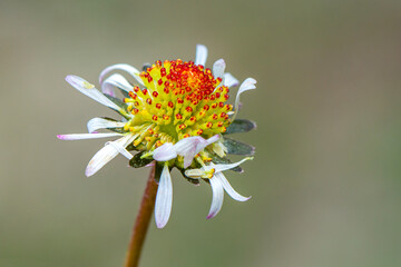 Obraz premium Close up beautiful shot of flower