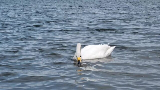 The wild whooper swan swims in the sea and forages for food.