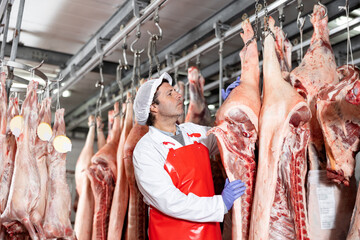 Confident male butcher looking at pig carcass in meat storage