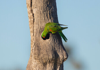 Red Winged Parrot outside its nest in a hollow tree trunk
