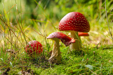 Closeup of half-eaten poisonous Fly agaric mushroom Funghi growing in a forest on a sunny summer day.  