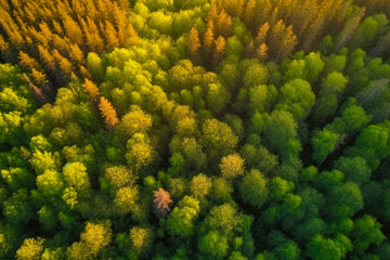 Naklejka premium Aerial view of green and orange forest. Changing foliage. Top view. Generative ai.