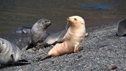 Leucistic Antarctic fur seal (Arctocephalus gazella) pup at Stromness, South Georgia Island