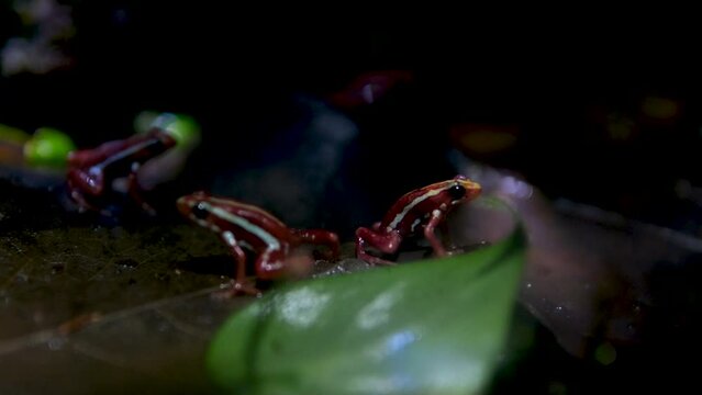 Phantasmal poison frog or phantasmal poison arrow frog Epipedobates tricolor endemic to Ecuador and known from Andean slopes of central Ecuador Province Vancouver Aquarium, BC, Canada