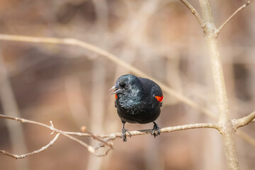 Red-winged Blackbird perched on a branch