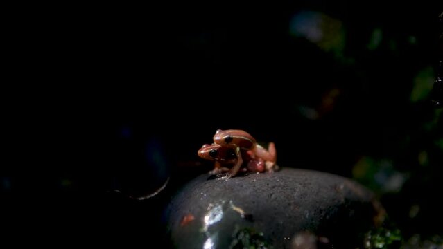 Phantasmal poison frog or phantasmal poison arrow frog Epipedobates tricolor endemic to Ecuador and known from Andean slopes of central Ecuador Province Vancouver Aquarium, BC, Canada