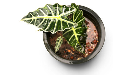 Alocasia Sarian or elephant