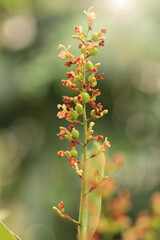Close-up galangal flower (Alpinia galanga) blooming in the garden.