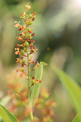 Close-up galangal flower (Alpinia galanga) blooming in the garden.