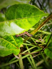 dragonfly on leaf