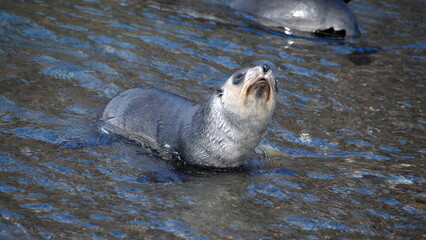 Antarctic fur seal (Arctocephalus gazella) pup in shallow water at Stromness, South Georgia Island