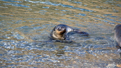 Antarctic fur seal (Arctocephalus gazella) in shallow water at Stromness, South Georgia Island