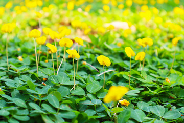 Beautiful yellow flowers blooming on the ground