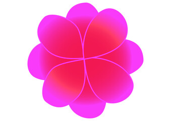 flower isolated on white