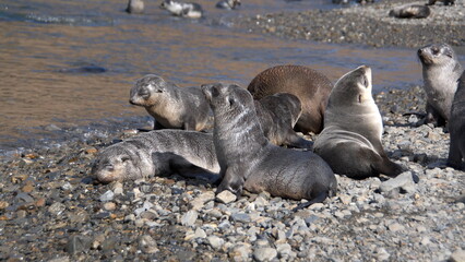 Antarctic fur seals (Arctocephalus gazella) on the beach at Stromness, South Georgia Island