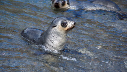 Antarctic fur seal (Arctocephalus gazella) pup in shallow water at Stromness, South Georgia Island