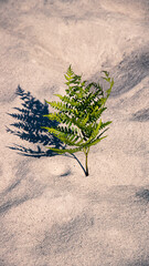 fern plant on the beach