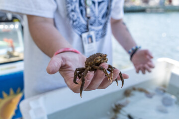 Common Spider Crab (Libinia emarginata) during science lesson. 

