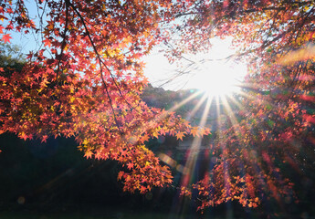 モミジの木の隙間からさす太陽の光