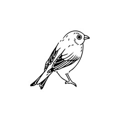 vector illustration of cute little bird