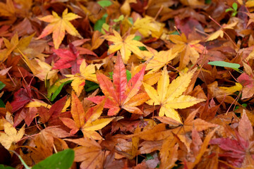 紅葉が落ちた晩秋