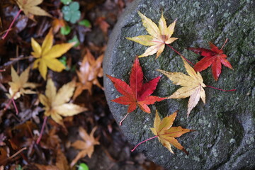 秋のイメージの紅葉