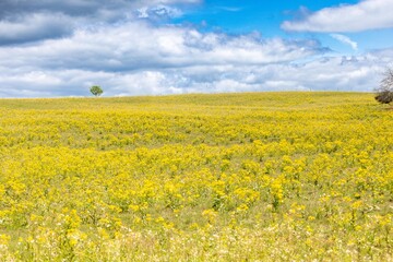 Wildflowers in a bright field