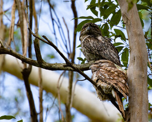 Camouflaged pair of Tawny frogmouth in different plumages sits on a branch spotted in  Venman Bushland National Park near Brisbane, Queensland, Australia