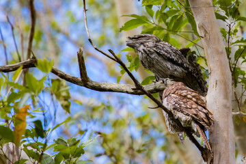 Camouflaged pair of Tawny frogmouth in different plumages sits on a branch spotted in  Venman Bushland National Park near Brisbane, Queensland, Australia