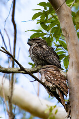 Camouflaged pair of Tawny frogmouth in different plumages sits on a branch spotted in  Venman Bushland National Park near Brisbane, Queensland, Australia