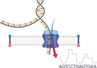 Third Generation Sequencing Nanopore Sequencing scientific transparent illustration 