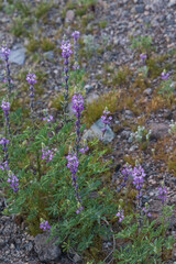 Obraz premium Lupine wildflowers in the desert