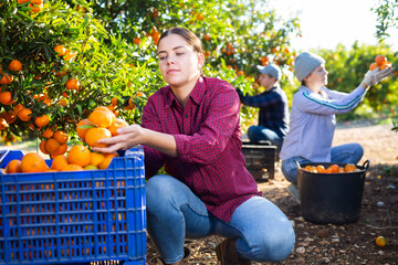 Skilled young woman farmer employee in plaid shirt harvesting fresh tangerines during work on farm...