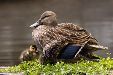 A mother duck and her baby ducklings, probably mallards (Anas platyrhynchos), huddle together after lots of swimming and feeding in Sarasota, Florida.