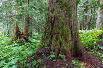 Obraz premium Western cedar trees and ferns inside the Ancient Forest of the Fraser River Valley near Prince George, British Columbia, Canada.