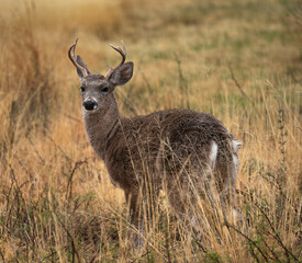 Buck in Big Bend National Park