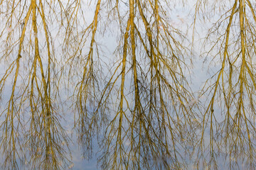 Poplar trees and sky reflected in the water  