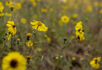 Field of Bright Yellow Common Madia Blooms In Summer