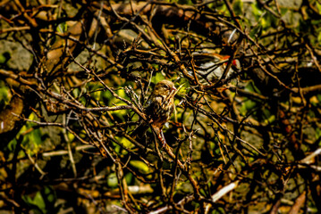 Bird Camouflage large size Image. Amazing nature landscape photo shows birds blended in with their...