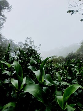 Green leaves
